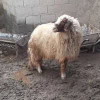 قوچ سنجابی (ورن)