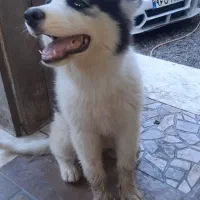 هاسکی ۴ماهه ماده|سگ|رشت, گیل|دیوار