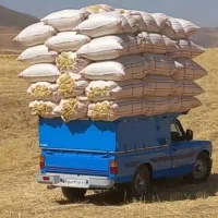 خریدار کاه گندم و کاه جو