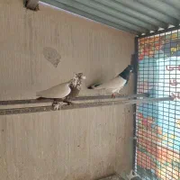 کبوتر|پرنده|قائن, |دیوار