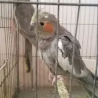 عروس هلندی|پرنده|مینودشت, |دیوار