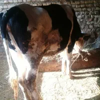 تلیسه آبستن|حیوانات مزرعه|گرگان, |دیوار