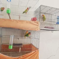 کوتوله برزیلی مولد|پرنده|برخوار, |دیوار