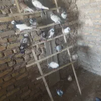 کفتر|پرنده|حمیدیا, |دیوار