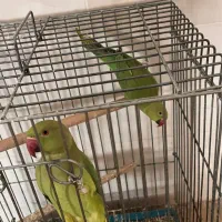 دو عدد جوجه طوطی ملنگو ۶ ماهه