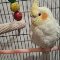 عروس هلندی لوتینو نر