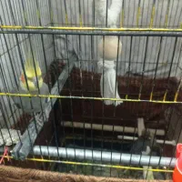 عروس هلندی مولدسینامون سخنگو|پرنده|همدان, |دیوار