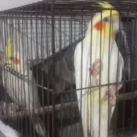 عروس هلندی لوتینو|پرنده|رشت, آب و برق|دیوار