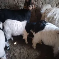 دوتا کهره نر وماده چاق