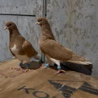 شهری.خوشرنگ زرد|پرنده|شیراز, برمشور علیا|دیوار