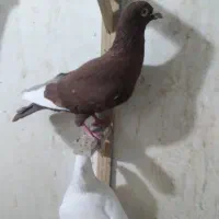 کفتر پرشی|پرنده|مشهد, کوی پلیس|دیوار