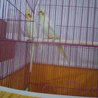 فروش دو جفت عروس هلندی مولد در بخش جغین