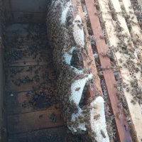 زنبور سالم سرحال اماده بهره برداری