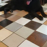 فروش یه قلاده ژرمن بلک اصیل