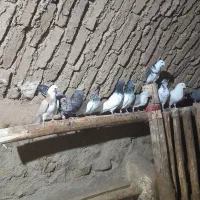 کبوتر غریب گیری