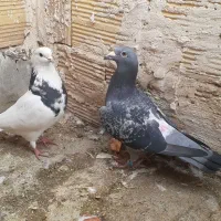 کفتر رنگی|پرنده|قم, ولیعصر|دیوار