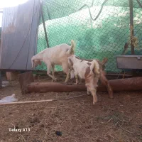 بز شیرا دوقلو