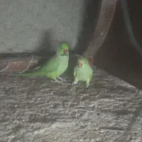 جفت طوطی ملنگو سالم