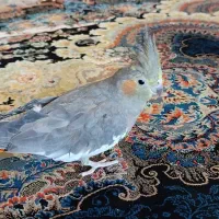 عروس هلندی ماده|پرنده|شازند, |دیوار