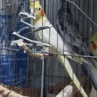 طوطی عروس نرو ماده مولد وجوجه گذار