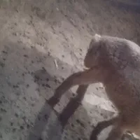 گوزی|حیوانات مزرعه|سراب, |دیوار