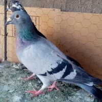 دانه 2500000|پرنده|تایباد, |دیوار