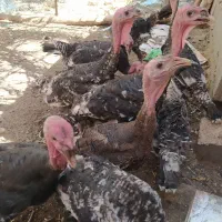 بوقلمون 5 ماهه قرچک ورامین