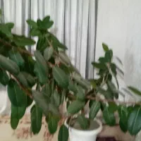 گل فروشی  سالم سرحال ۶شاخ۲سال۲۲ملیون
