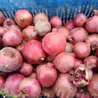 رب انار درجه یک