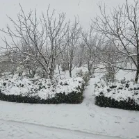 سرایدار باغ