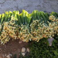 گل نرگس شیراز|گل و گیاه طبیعی|شیراز, ترمینال باربری|دیوار