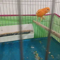 قناری قرمز تبریز پر رنگ|پرنده|سلماس, |دیوار