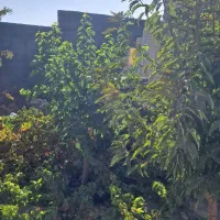 خانه باغ حسن اباد|فروش خانه و ویلا|سیرجان, |دیوار