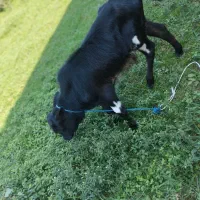 دو عدد ورزا کوله یا گاو نر|حیوانات مزرعه|صومعه‌سرا, |دیوار