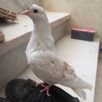 کفتر دستی|پرنده|اردکان, |دیوار