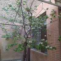 فروش ویلایی