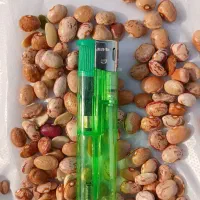 لوبیا چیتی لوبیا قرمز اشی کنجد حلیمی لپه اذرشهر