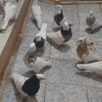 کبوتر توقی|پرنده|کارون, |دیوار