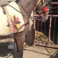 کره مادیان|اسب و تجهیزات اسب‌سواری|ساروق, |دیوار