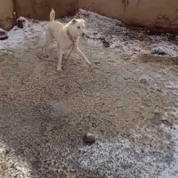 سگ نگهبان معاوضه با سگ گله