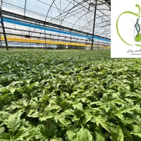 فروش ویژه نشاء گوجه فرنگی