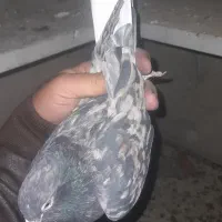 کبوتر سرور دم سفید مهر کاکلی