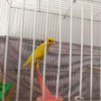 قناری|پرنده|مشهد, کشف|دیوار