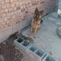 ژرمن مو بلند ماده|سگ|زرند, |دیوار