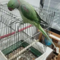 شاه طوطی فوق العاده  سخنگو وباهوش ورام ودستی