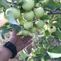 باغ زیبا میوه و سیفی جات کیاسر|فروش زمین و ملک کلنگی|کیاسر, |دیوار