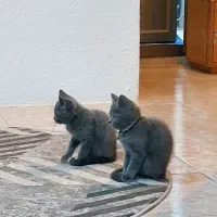 گربه طوسی اصیل|گربه|آمل, |دیوار