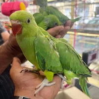 جوجه ملنگو سرلاکی رام دستی سخنگو چلوندنی تک وتعداد