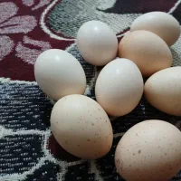 فروش تخممرغ لاری|حیوانات مزرعه|باغ ملک, |دیوار