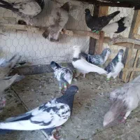 کبوتر بوم|پرنده|چناران, |دیوار